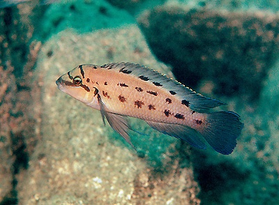 Chalinochromis sp. 'ndobhoi' Karilani Island